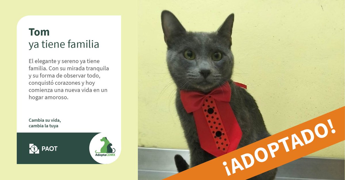 Tom ¡Ya tiene familia!. Con su mirada tranquila y su estilo elegante, conquistó corazones y hoy comienza una nueva vida en un hogar amoroso. 
Al adoptar😍, no solo #CambiaSuVida #CambiaLaTuya.🥳
Visita 📲 👉 bit.ly/AdoptaCDMX