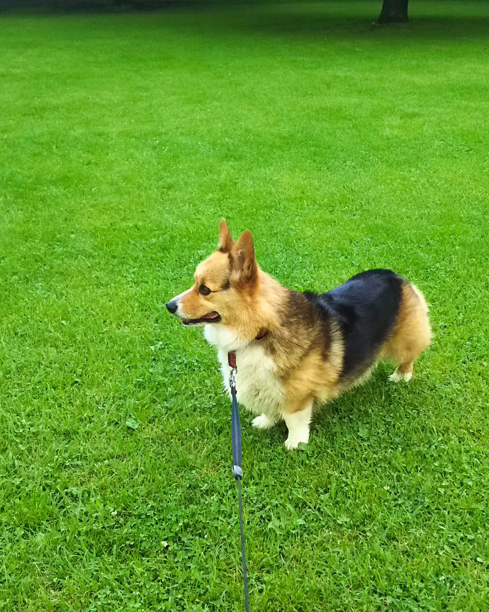 CORGI 大好き tweet media