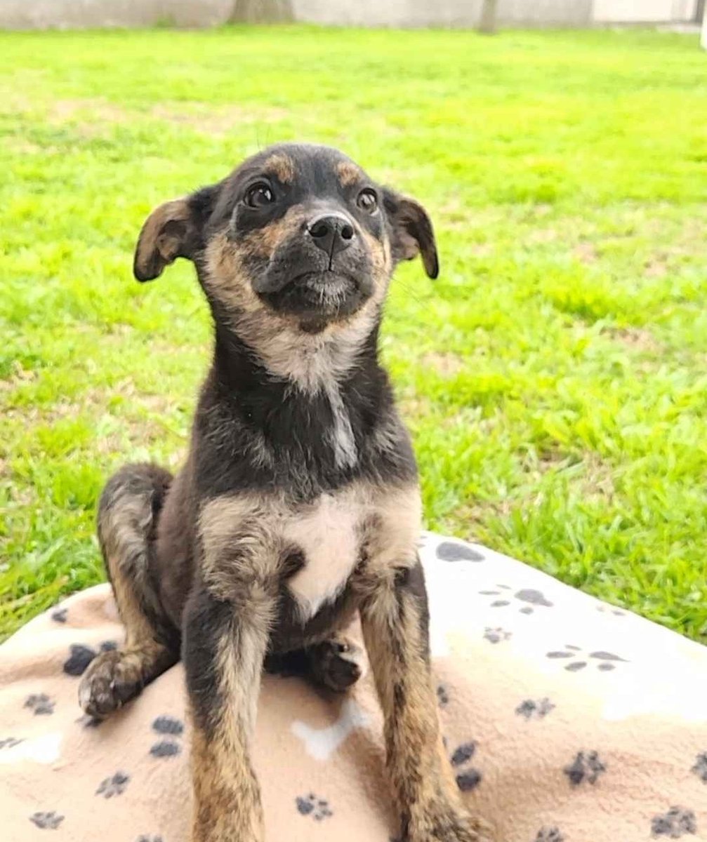 Taponto App tweet media