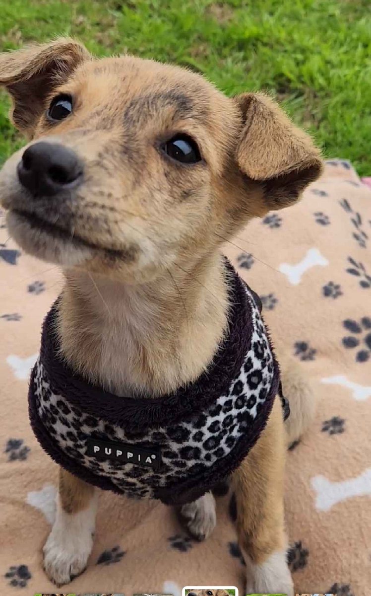 Taponto App tweet media