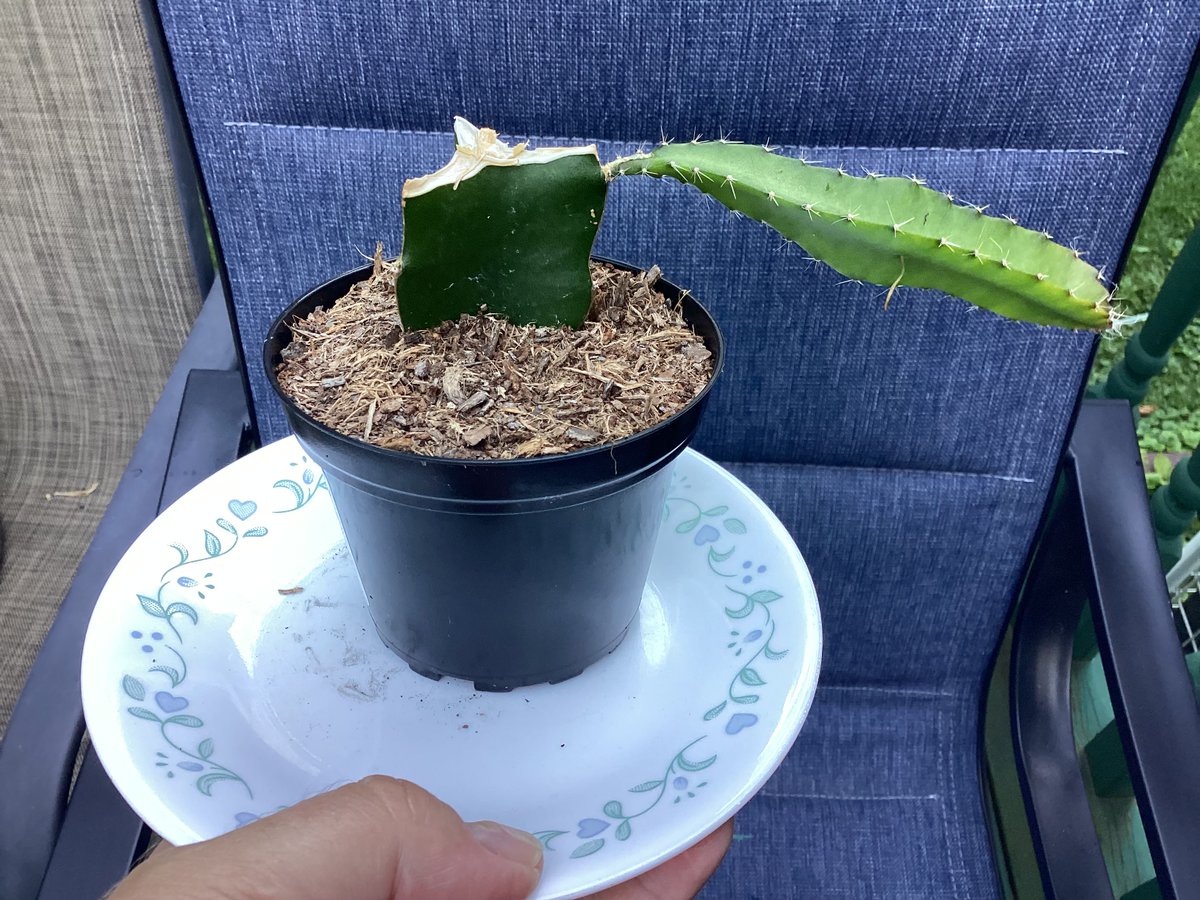 Cactus experts please help. I lost the top portion of this cactus, left the stalk and know it’s growing horizontally. Can I cut it off and plant in cactus soil or tip the whole plant horizontally and bury it in cactus soil leaving the new stalk standing up?