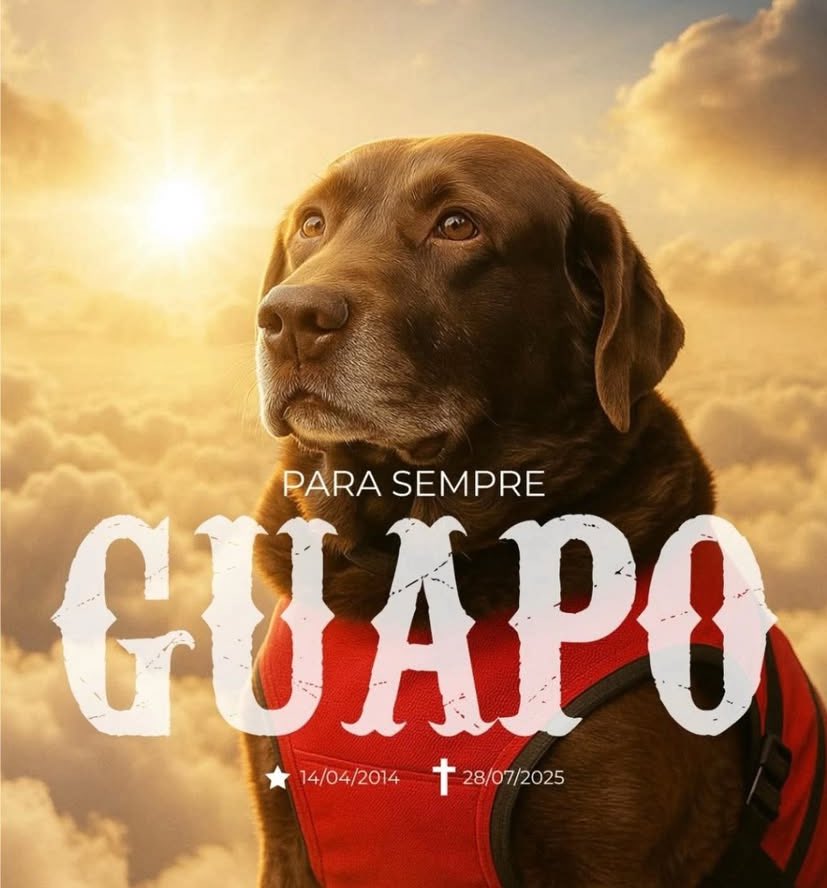 Chris_Branco's tweet image. 😔😢🖤 NOTÍCIA TRISTE! O Guapo se foi! 

Guapo, um nome que representa coragem, serviço e amor incondicional.

Hoje nos despedimos de um verdadeiro herói de quatro patas, que dedicou sua vida ao resgate e à esperança.

Nosso respeito eterno ao cão do Corpo de Bombeiros Militar do…