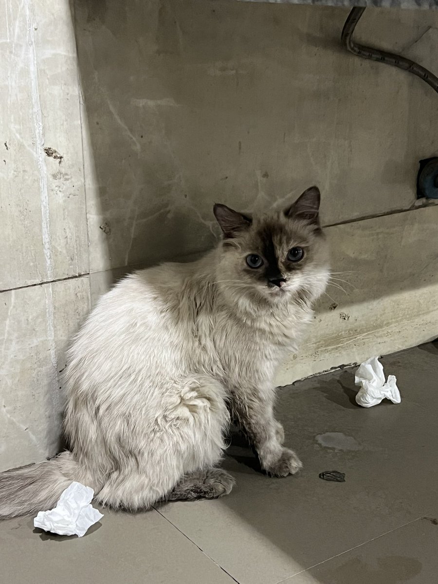 نوره," #أنا_صوتهم " 🐈 أم لكل المياوات🐈‍⬛ tweet media