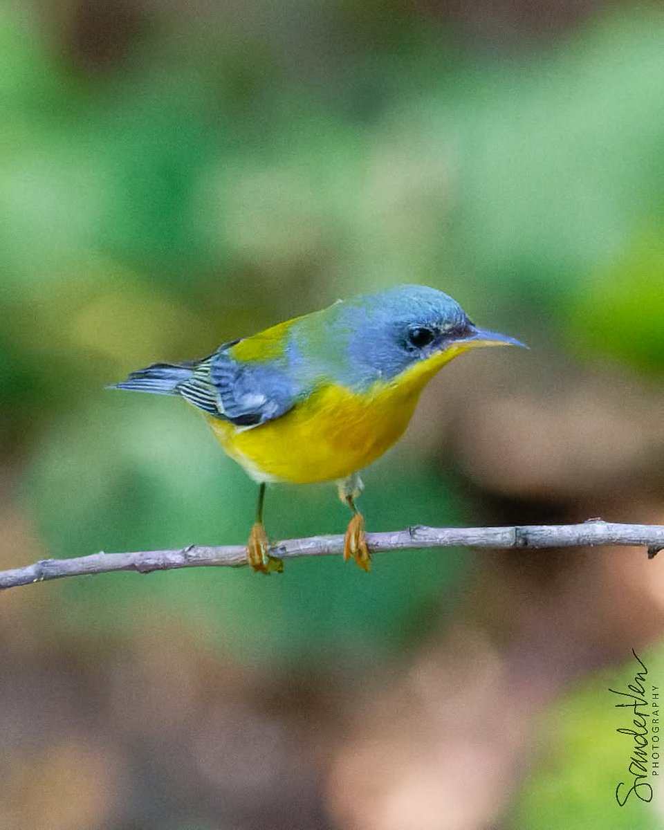 ItakeBirdPics's tweet photo. Tropical Parula
Sabine Woods in Texas, USA. 10/22/2022 #tropicalparula #parula #birdphotography #naturephotography https://t.co/4h7XYTy24D