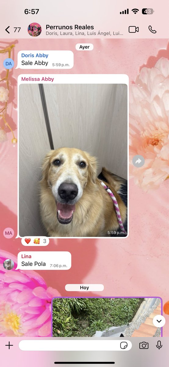 En mi unidad tenemos un grupo los que tenemos perritos para que salgan al mismo tiempo y jueguen y me da ternura