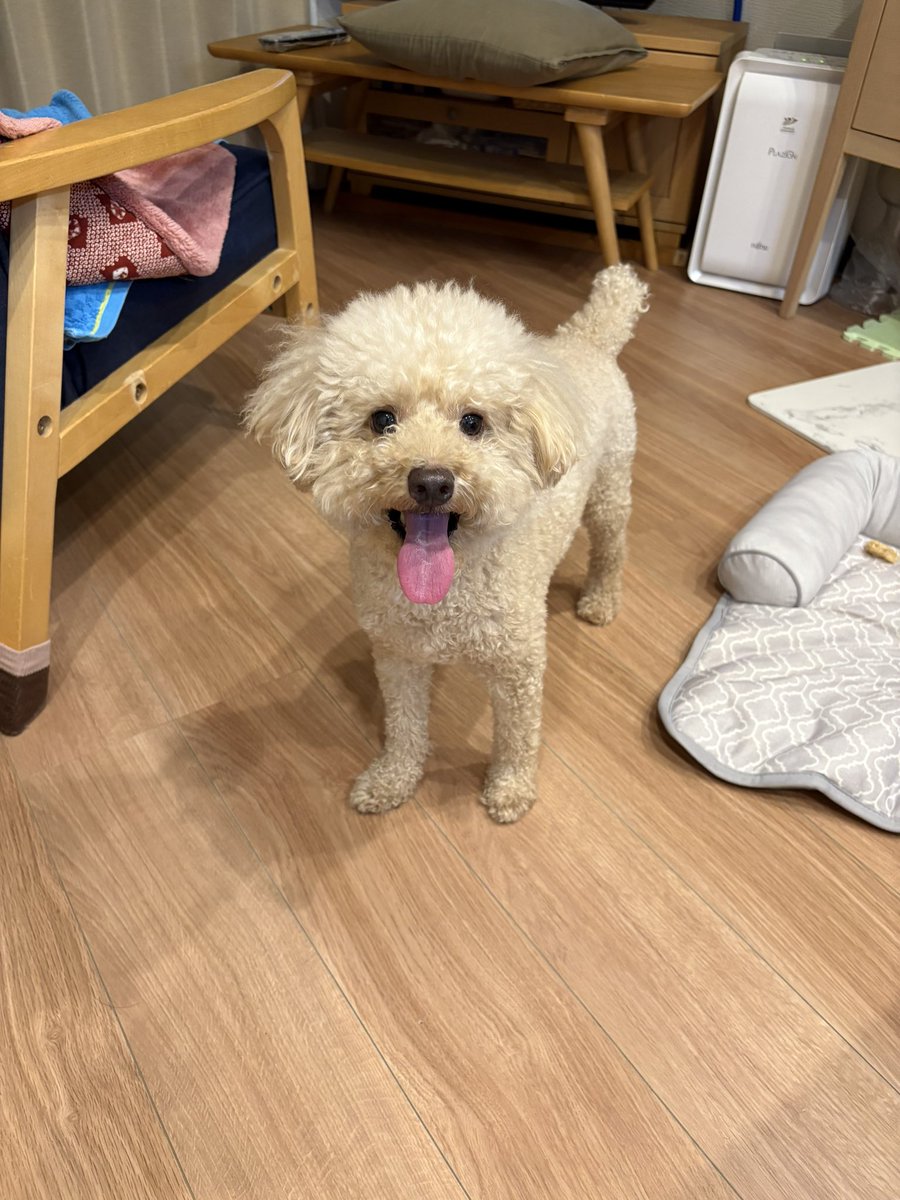 久しぶりに会った実家の犬が可愛すぎた💖