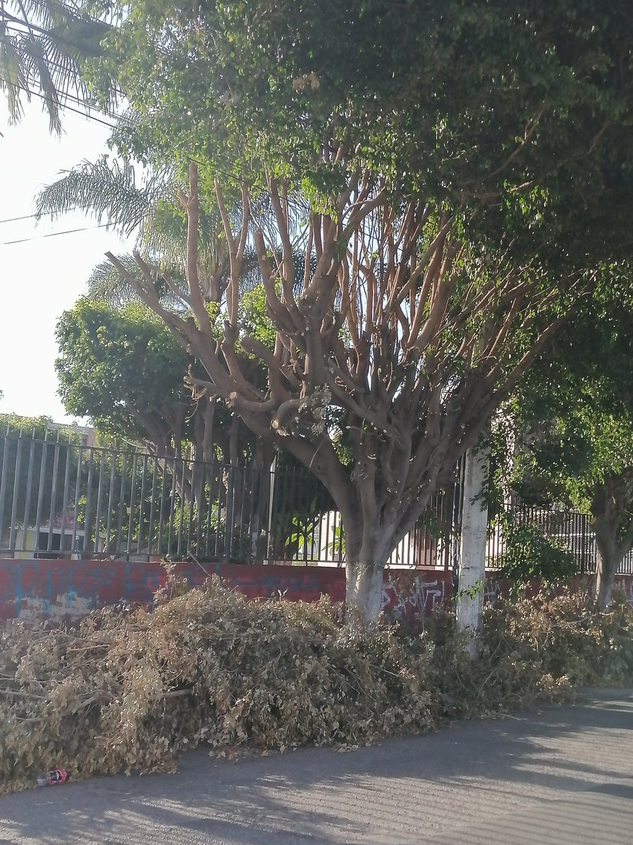 Prol Angel Leaño 445
Asi se hace con los árboles?
Y que se tapen las coladeras?
Así <a href="/PabloLemusN/">Pablo Lemus Navarro</a>?
Así <a href="/JuanJoseFrangie/">Juan José Frangie</a>?
Así <a href="/Linea_Zapopan/">Línea 24/7 Zapopan</a> <a href="/ENZAPOPAN__/">en zapopan</a>
Es neta?
Y los impuestos en que se usan?
En Taiwan??.