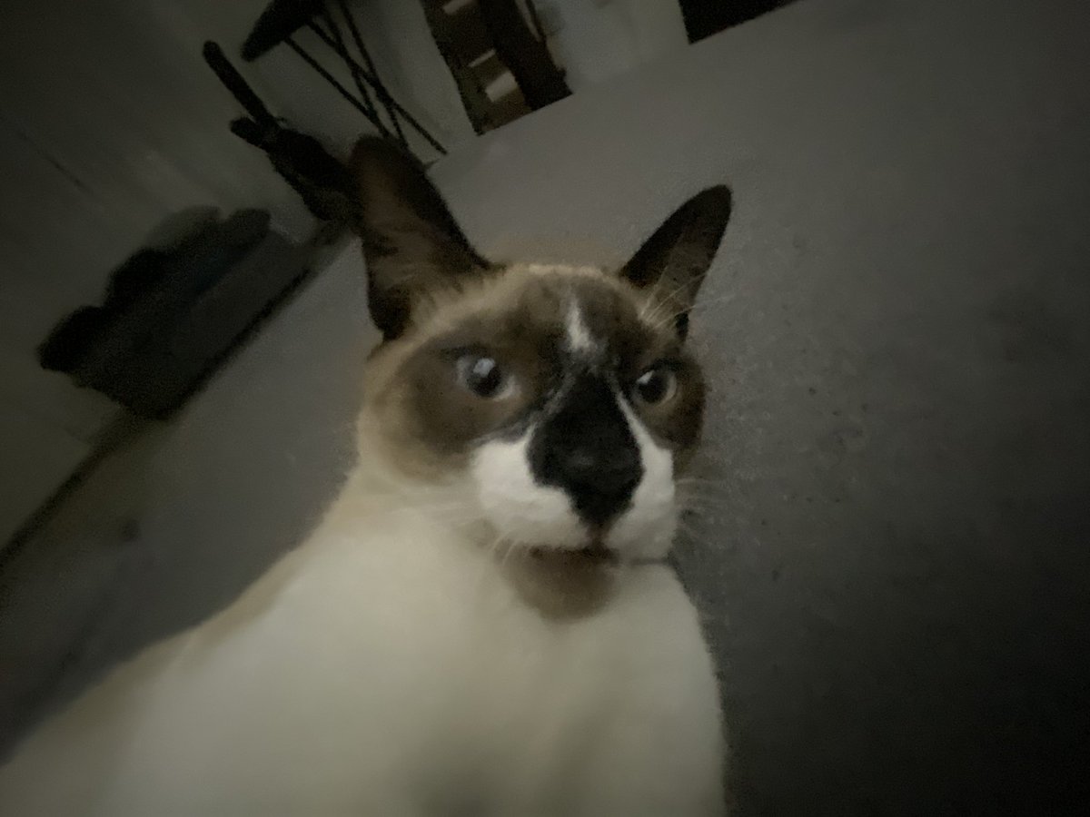 iflexvega's tweet photo. Holaaa para recordarles que tengo un canal de Roblox donde todas las ganancias se va para la Fundacion de Animales, así que si quieren distraerse un rato y además ayudar con una buena causa ahí está 😼❤️ https://t.co/CP4WIZgtGc