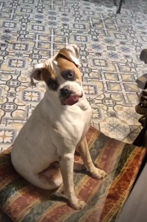 el mejor puto perro hubiera podido tener, gracias por enseñarme lo que es el amor incondicial. teamo🕊️