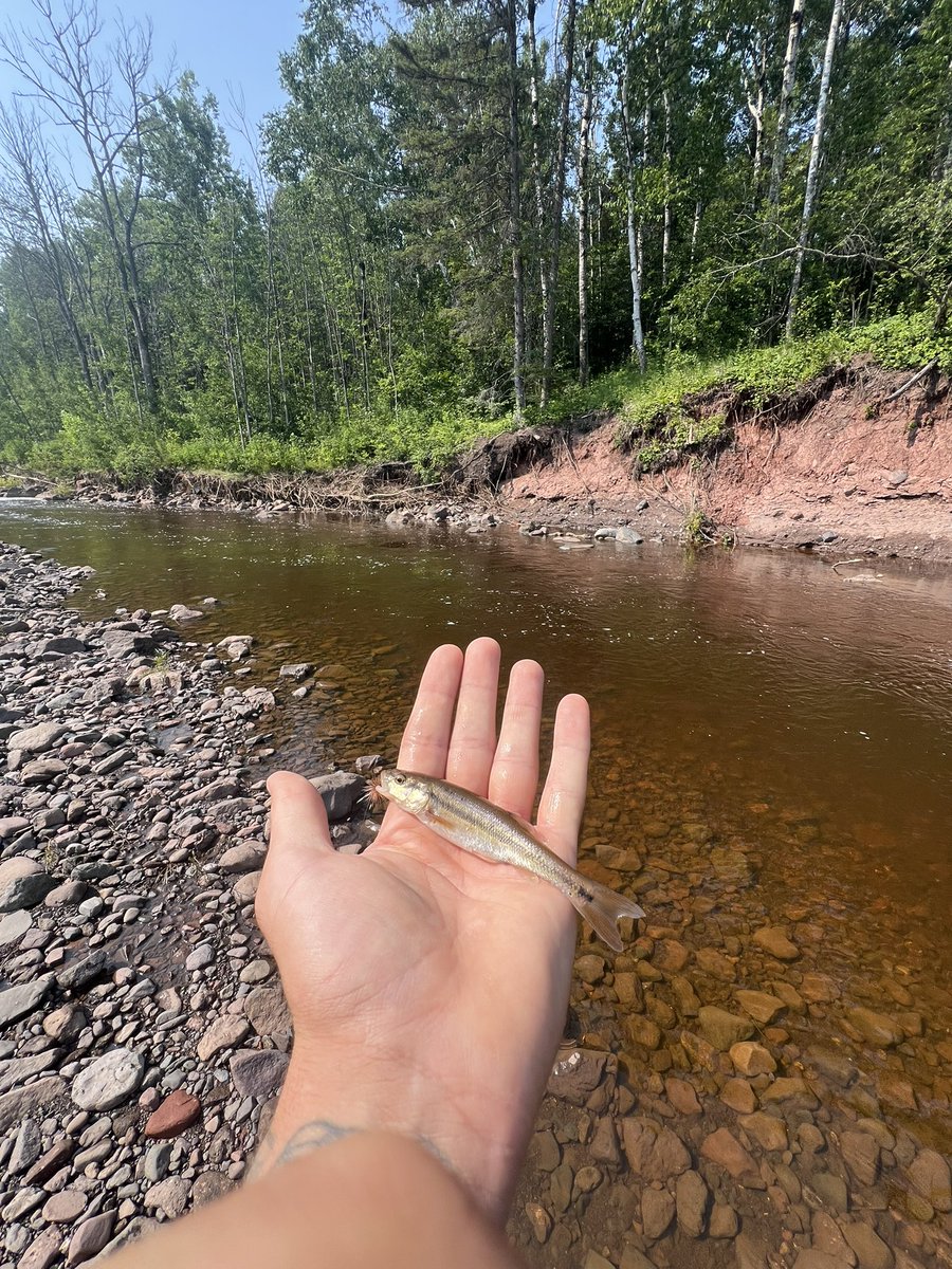 Lil creek chubs on the dry.