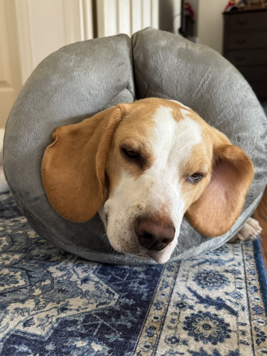 I’z home frum dah Dogtor. Daddy is a meanie!! Deh stuck a needle on my leg, I’z fell asleep. When I’z woke up my body hurtz. Haff to wear dis pillow fur a couple weeks.