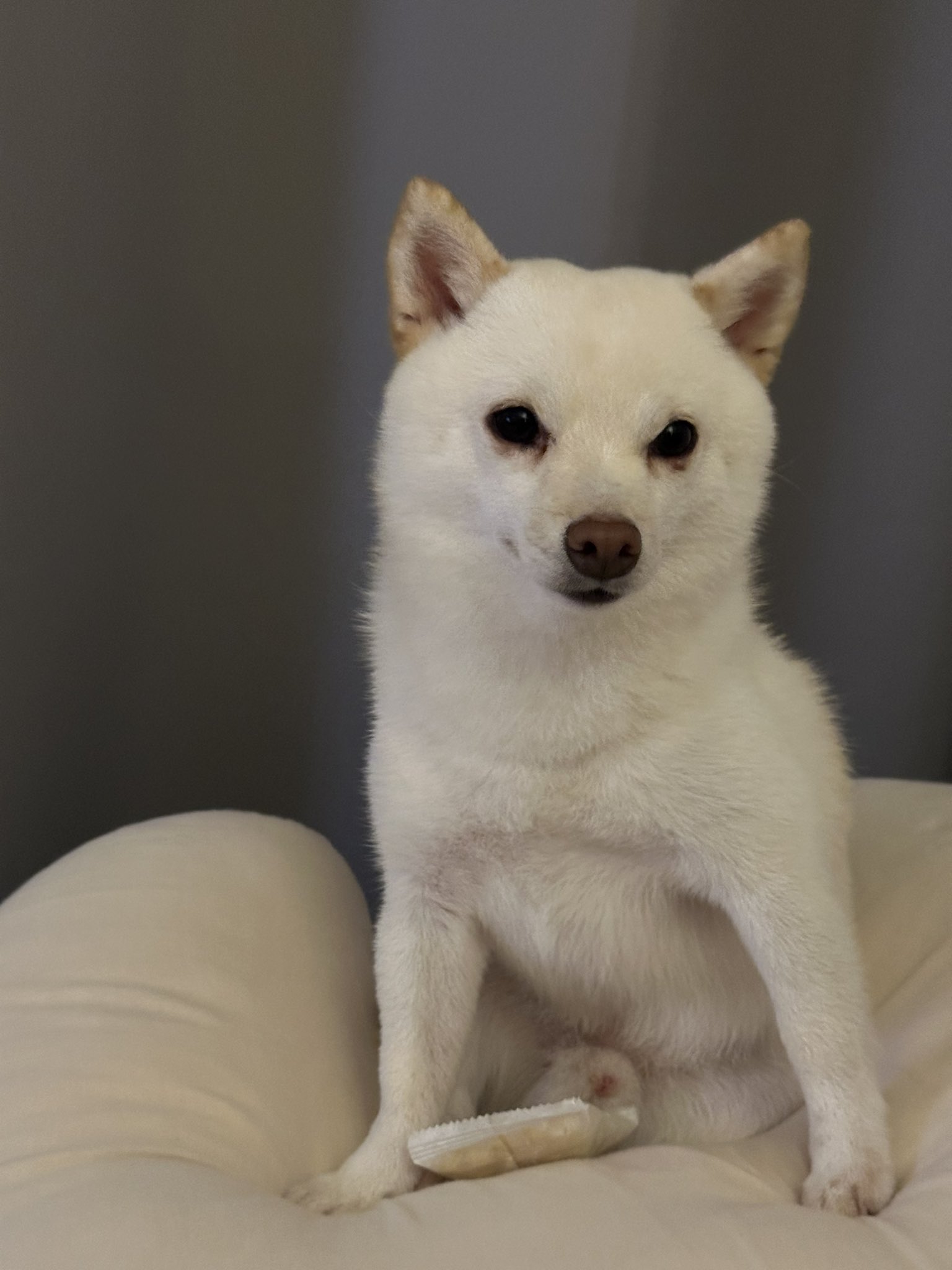 柴犬 楽天市場】ｼﾊﾞ | 柴犬 シバ QB029 赤柴 シバ犬 仔犬 173cm102cm