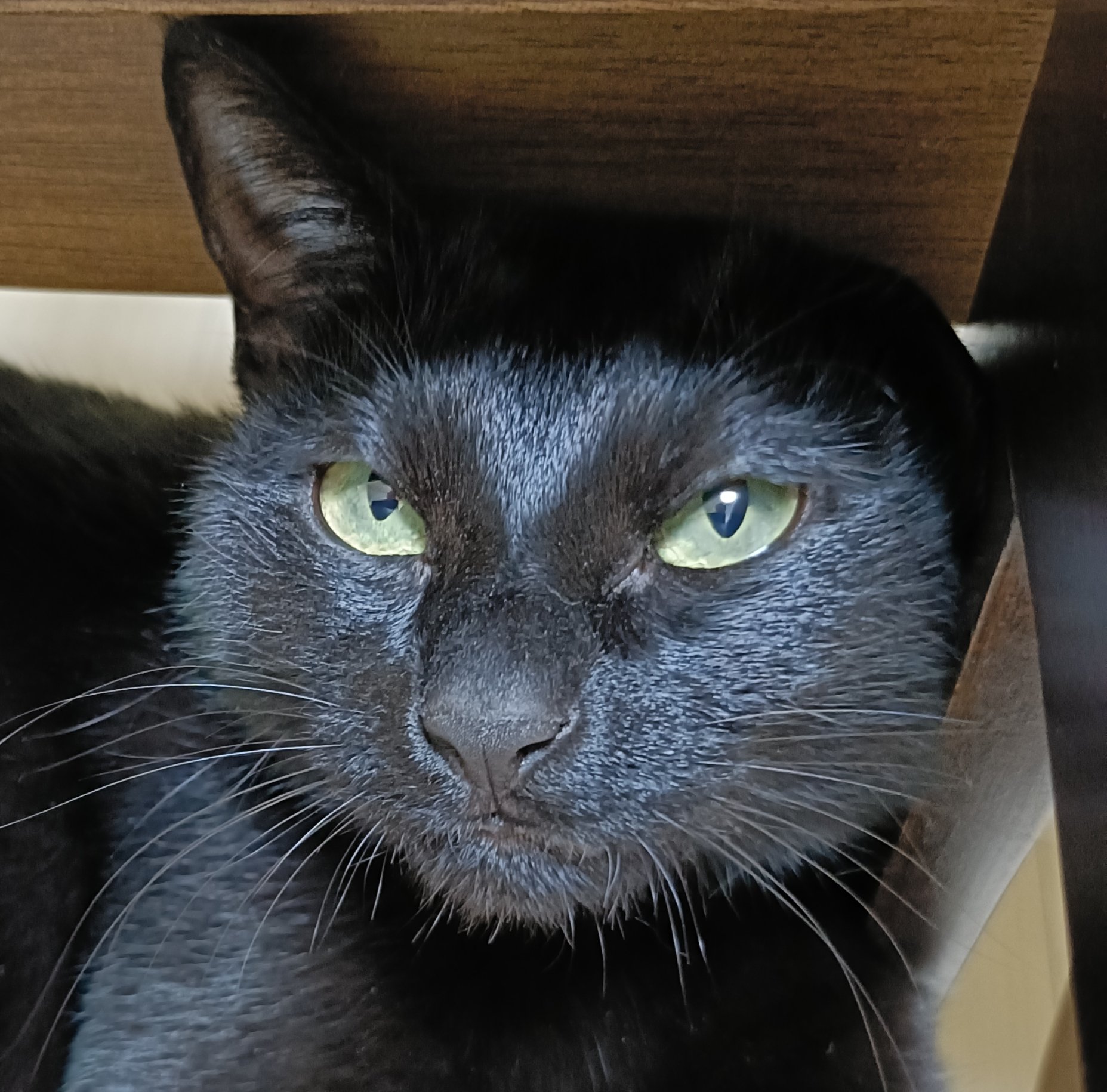黒猫 黒猫くまこ🐈‍⬛🐾 on X: 