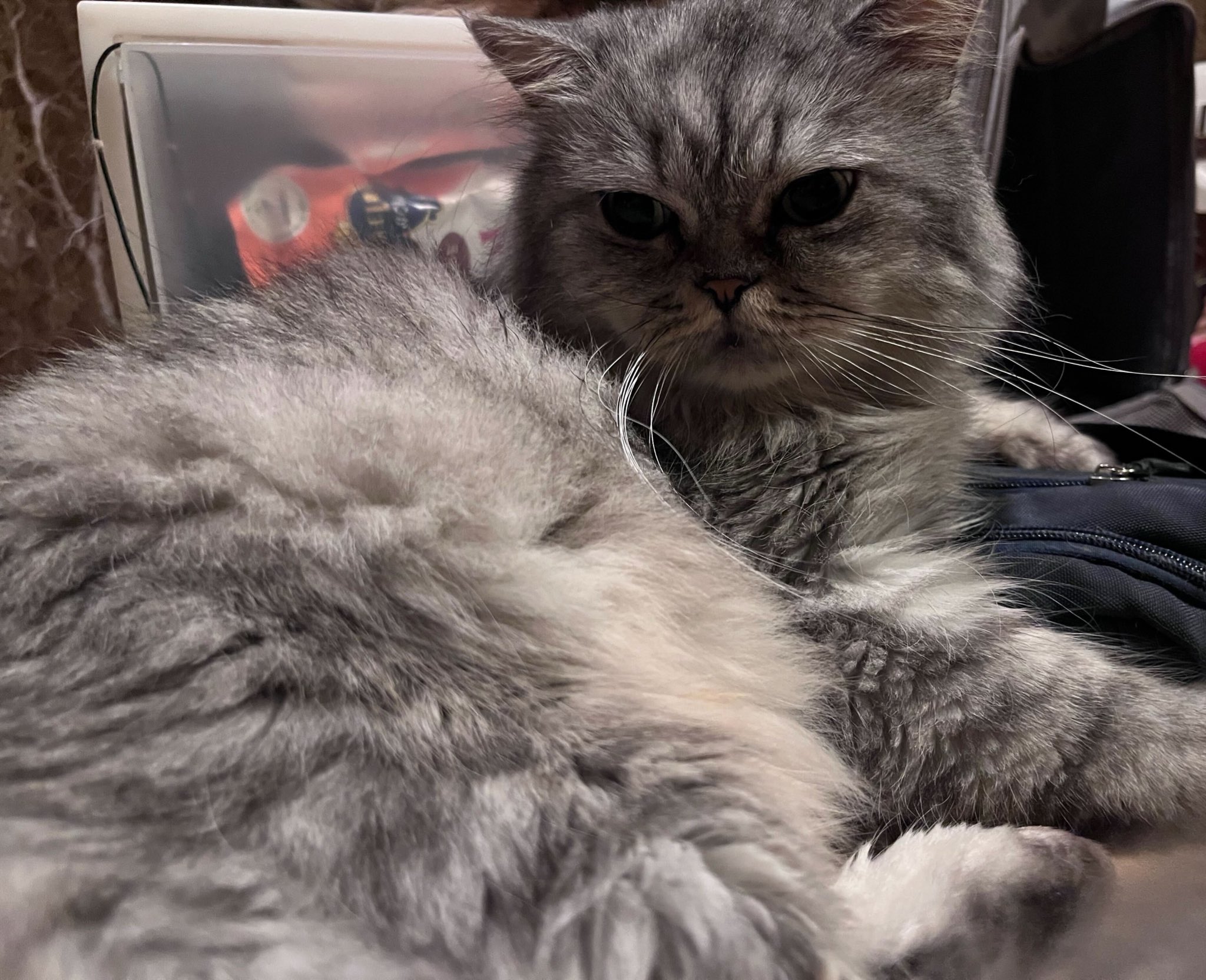 猫のたろう on X: 