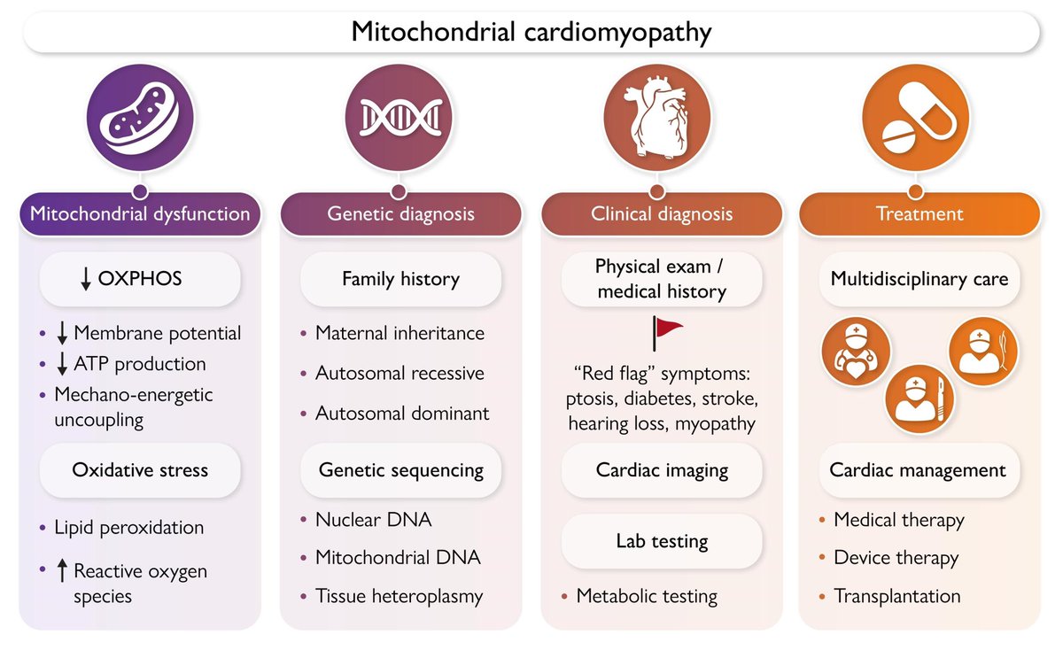 Mitochondrial cardiomyopathies 

This review discusses comprehensive overview of the pathophysiology, clinical features, diagnostic approaches, and treatment options for mitochondrial #CMP 

academic.oup.com/eurheartj/adva… 
#CardioEd <a href="/ehj_ed/">EHJ Editor-in-Chief</a> <a href="/ESC_Journals/">European Society of Cardiology Journals</a>