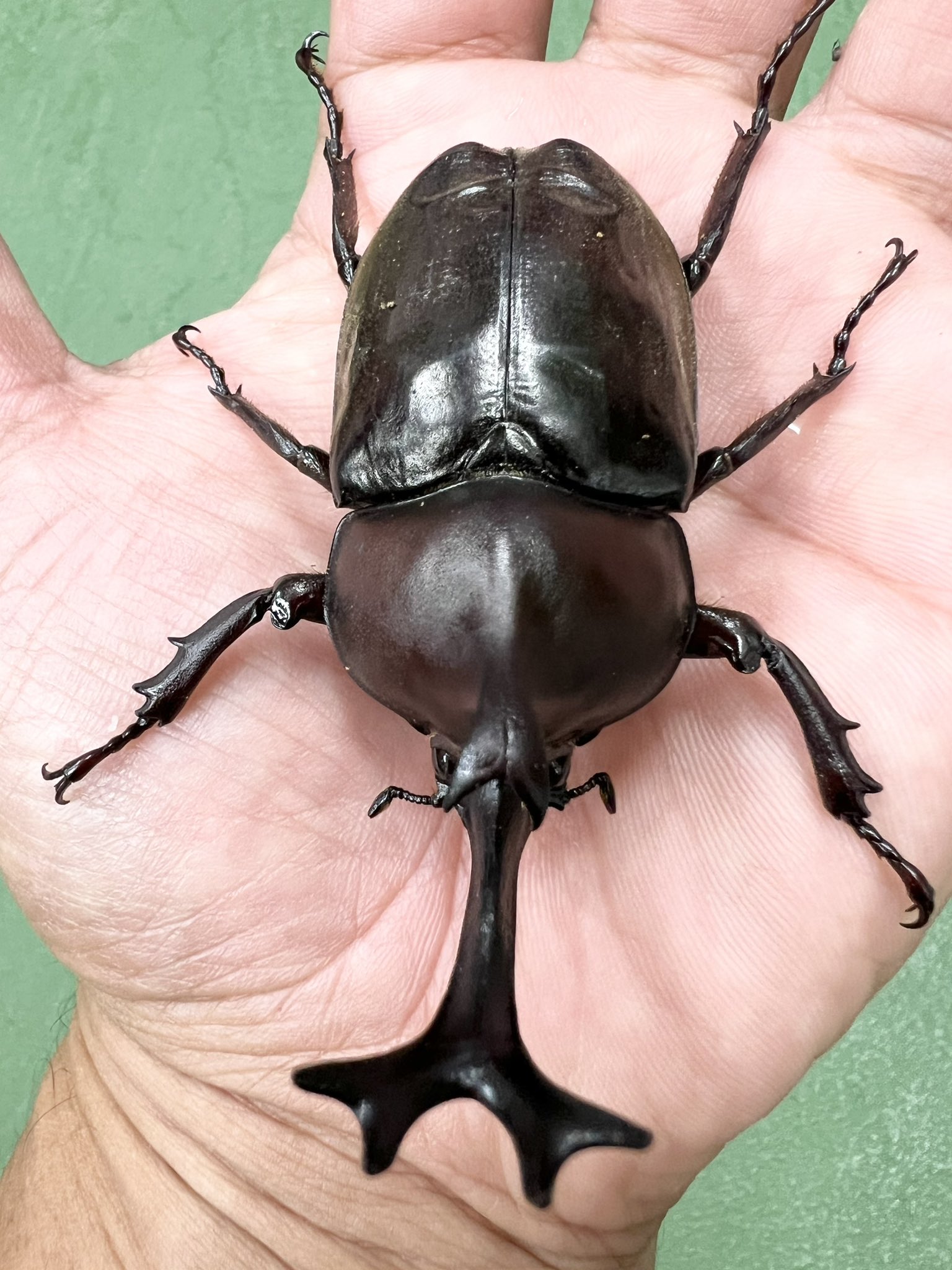 カブトムシ garagebow_kabuto-001