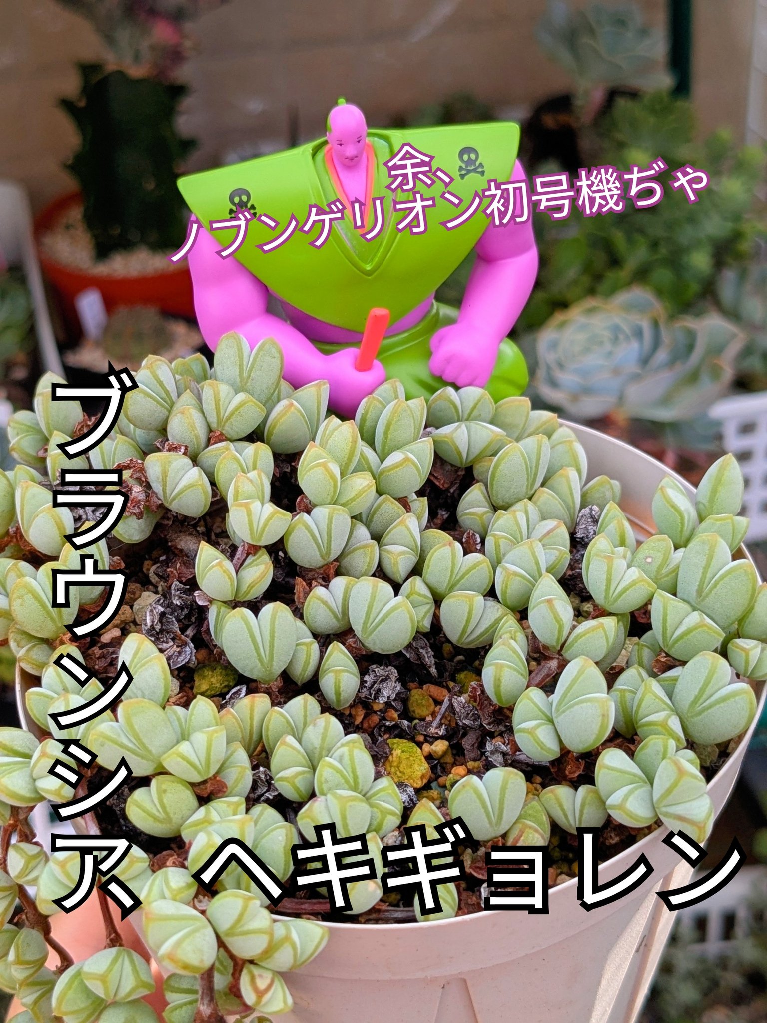 多肉植物 - Search / X