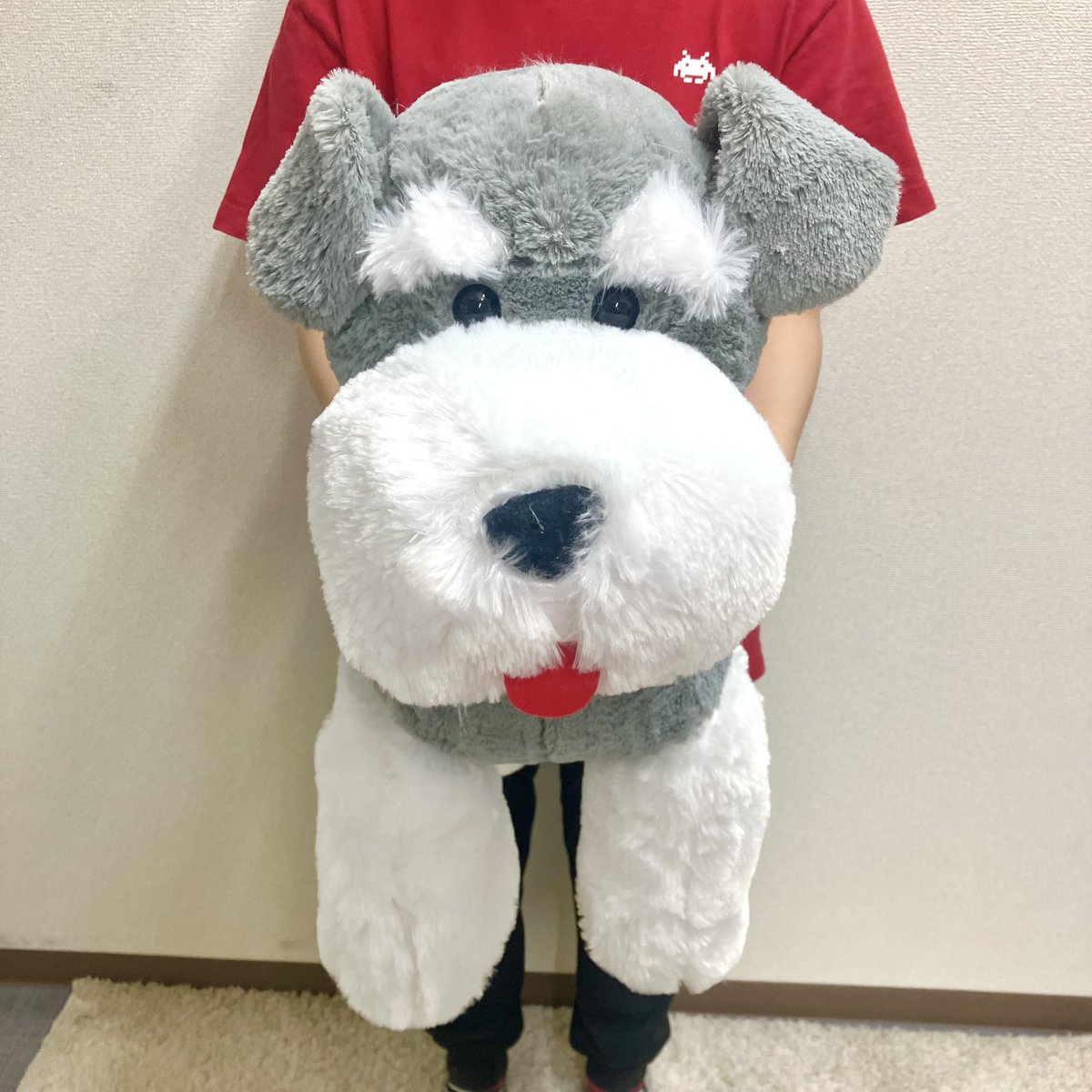 ❣本日の新景品❣ 個性的な可愛さで人気のシュナウザー『シュナとボブ