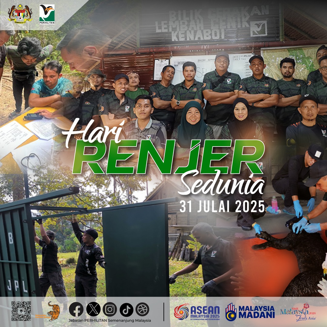 🌿 HARI RENJER SEDUNIA | 31 JULAI 2025 🌿
"Renjer, Barisan Hadapan Konservasi Alam"

Setiap hari, renjer hidupan liar bertugas tanpa mengira hujan atau panas —  memantau perangkap, menyelamat hidupan liar, menyelenggara kawasan konservasi dan melindungi khazanah negara.