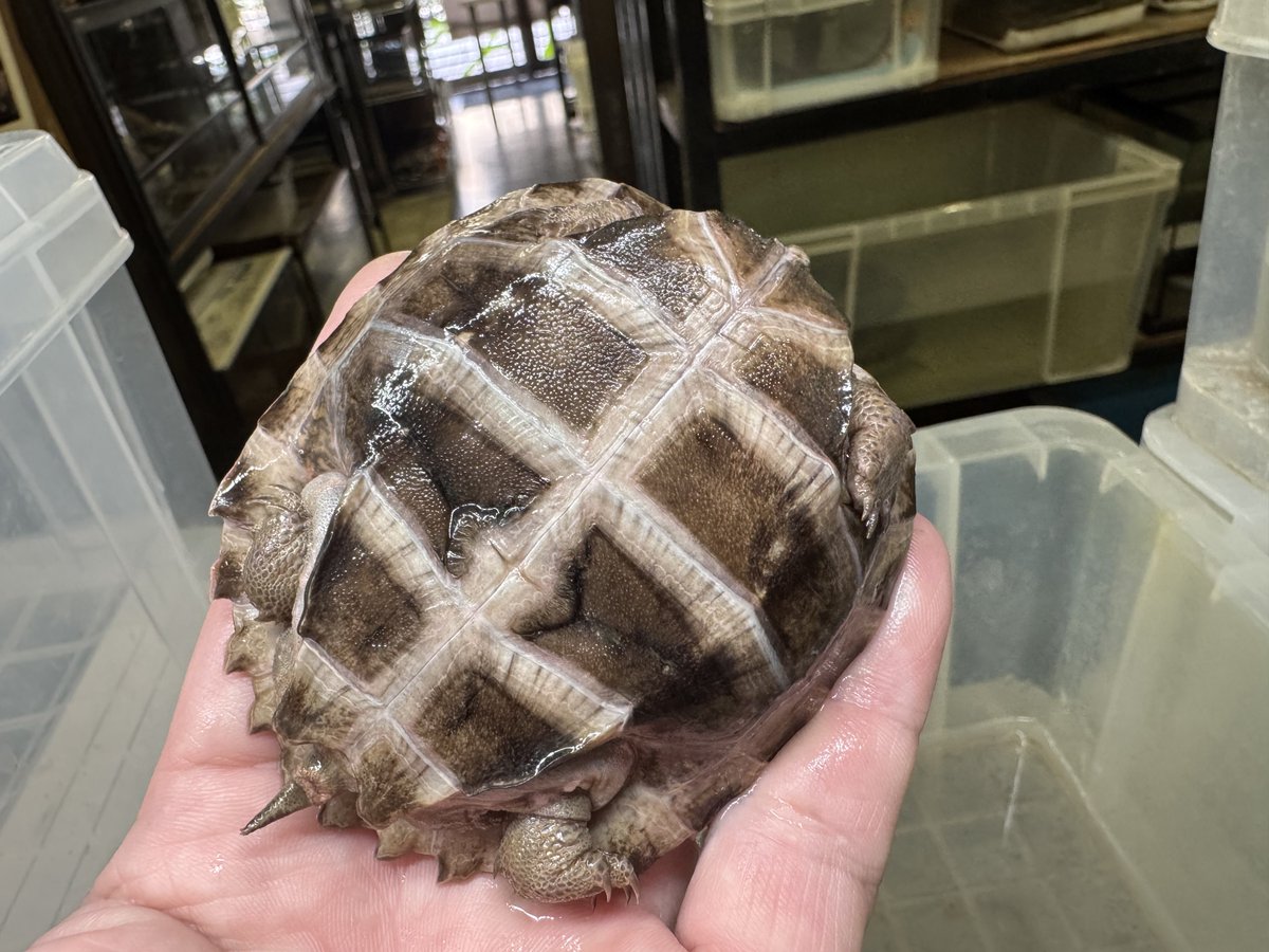 本日WING21は定休日です🌷

※飼育相談、生体のお問い合わせ、LINE、DM、お電話等、明日営業時間以降対応致します。

ご了承下さい🙇‍♂️