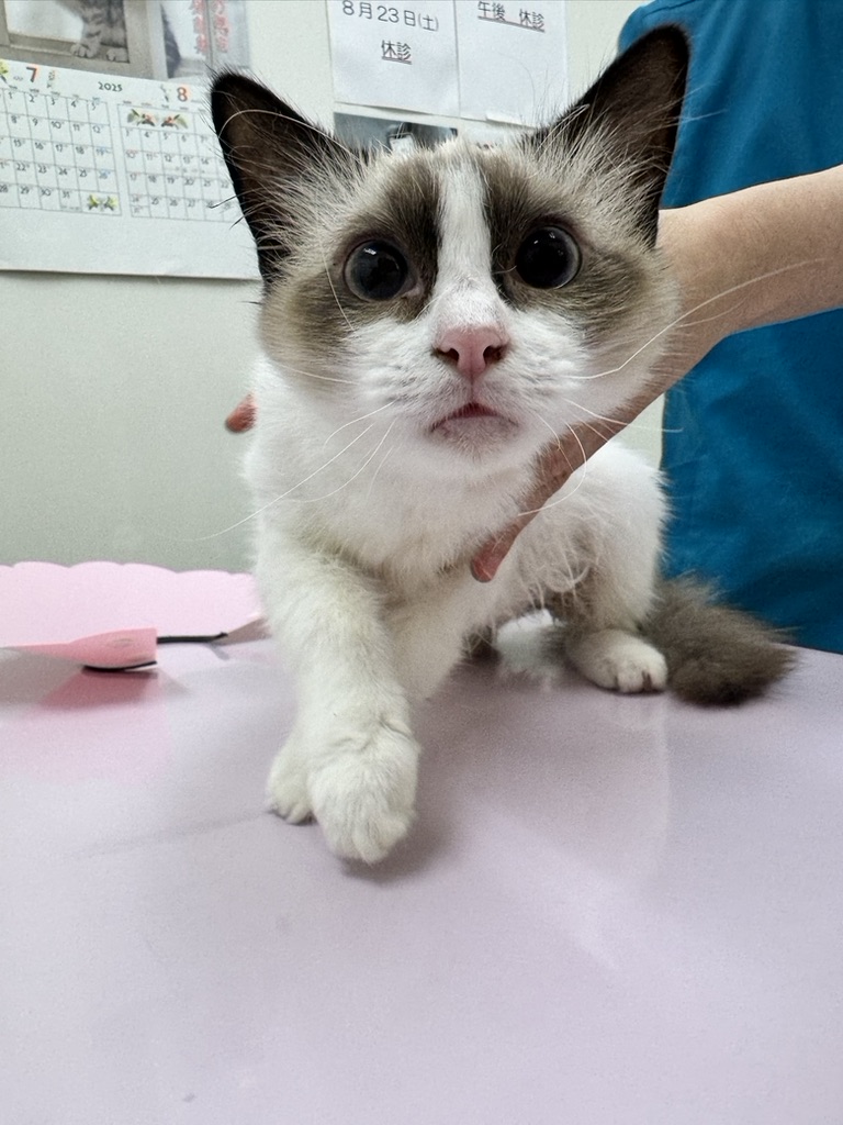 you_me_ahp's tweet photo. 神経症状があった「月見ちゃん」です。
時々の発作が後遺症として残ってしまいましたが今では普通の猫さんです❣️
#FIP
#猫伝染性腹膜炎
#FIP寛解
#Xraphconn https://t.co/iQXTAT4NGM