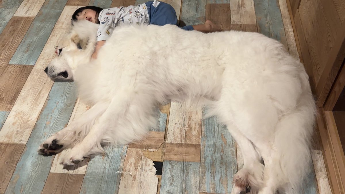 自分より5倍大きい超大型犬を
抱き枕にする3歳児🐶