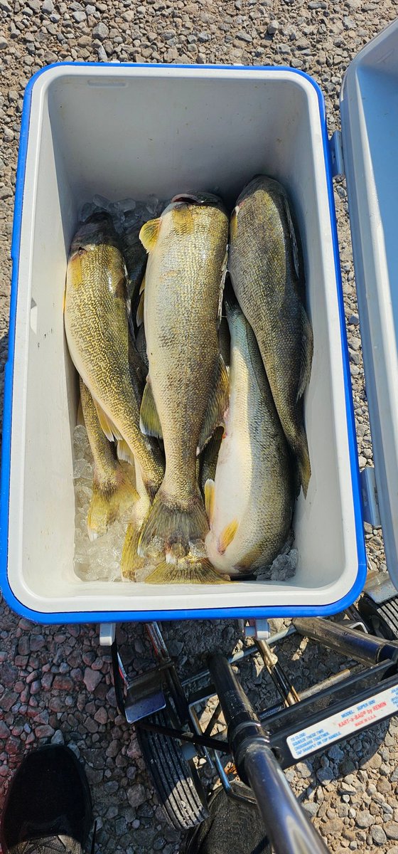 Tournament day. These were are 10 best. 208.3 inches total. 23rd place. Lake Erie western basin on the Canadian side. 4 days in a row, I'm beat.