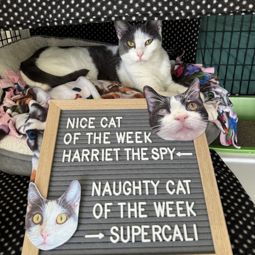 TreeHouseCats's tweet photo. NICE CAT OF THE WEEK: HARRIET THE SPY ✔️
Snuggly, cuddly baby. 👶
NAUGHTY CAT OF THE WEEK: SUPERCALI ❌️
She keeps whacking Moonshine for playtime. 🙄
🔗 https://t.co/4K1YRU6KLi
#TreeHouseCats #NiceCat #NaughtyCat #Cafe #CatCafe #SeniorCats #Adopt #Chicago #Illinois https://t.co/OG2VYHxfOY