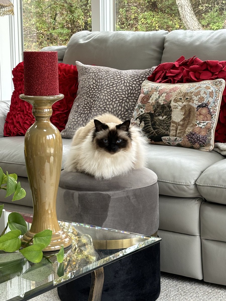 #Postafavpic4violetjul25 Day 29
The weather outside. We consider this the official weather outside stool. The view is for all 4 seasons
♥️😘Ari &amp; Cali💋♥️
