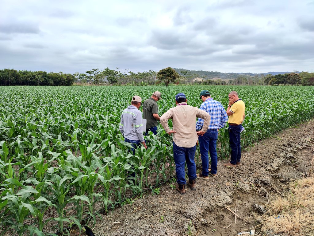 Agricultura_CZ4's tweet photo. #LOASFAS, verificamos su aplicación técnica.
Desde el campo de siembra, observamos el manejo técnico a través de la evaluación, cosecha, recepción de las semillas, hasta su almacenamiento, enfundado y marbetado oficial avalizado por @AgriculturaEc y @AgrocalidadEC
#NadaNosDetiene https://t.co/bJJIXjRaGC