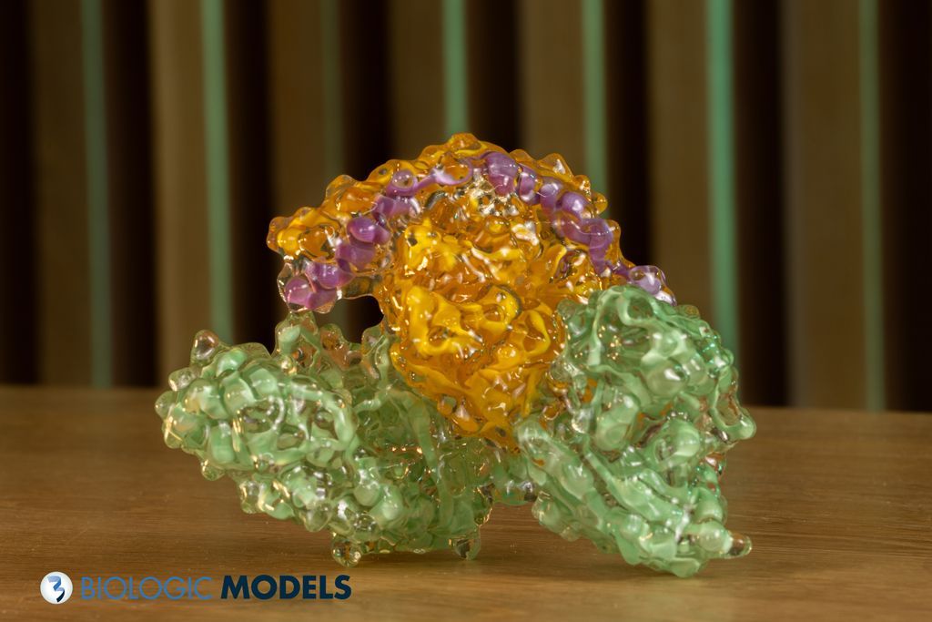 BiologicModels's tweet image. More hybrid models shipping to #Europe this week. These protein models utilize a glass-like transparent surface and an opaque ribbon or ball-and-stick interior to visualize structures deep inside proteins. Submit a #3Dprint request for a Hybrid model at buff.ly/9hXrp6F