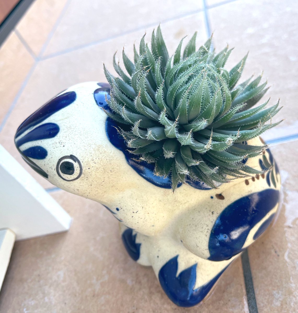 CatShrineGame's tweet photo. カエルの鉢にハオルチアを植えてみたらハオルチアのフシギダネみたいになったw

カミンギーにしてよかった🥰 https://t.co/NEUzj2KPjR