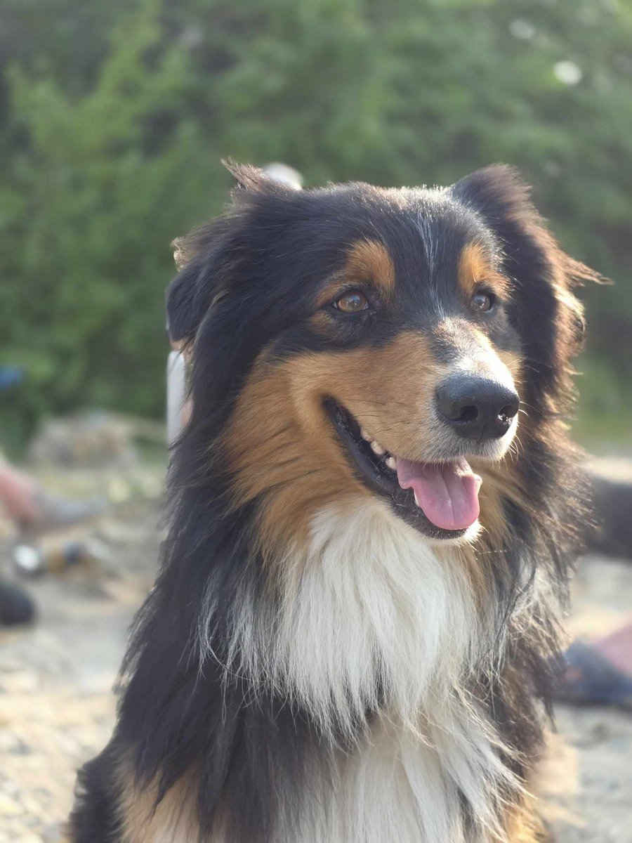 So i know this is gonna get lost through Twitter feeds but i finally reached 1.5 million trees planted yesterday and i thought it would be cool to share it 🌲

Didn't take a picture though so here is one of the dogs on camp