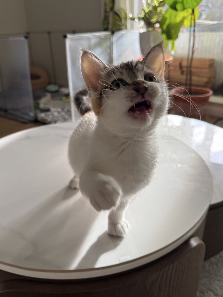 fletc117's tweet image. Jello & Funfetti are being fostered together in my home now since the other dessert kitties will hopefully go off to new homes soon 🤞🏾🤞🏾🤞🏾
**go adopt them they are perfect**
Jello is doing great, she is learning so much including finding her voice which is super cute 🥹