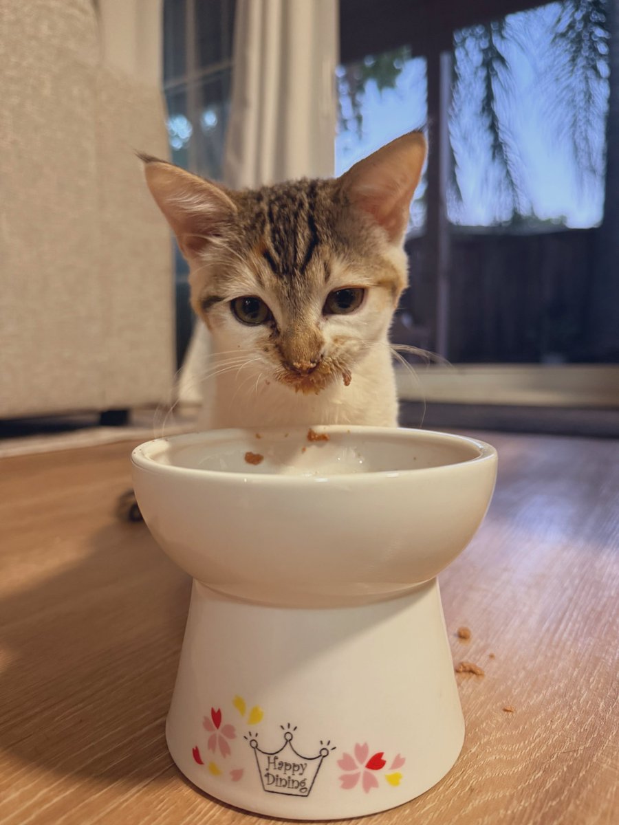 fletc117's tweet image. Jello & Funfetti are being fostered together in my home now since the other dessert kitties will hopefully go off to new homes soon 🤞🏾🤞🏾🤞🏾
**go adopt them they are perfect**
Jello is doing great, she is learning so much including finding her voice which is super cute 🥹
