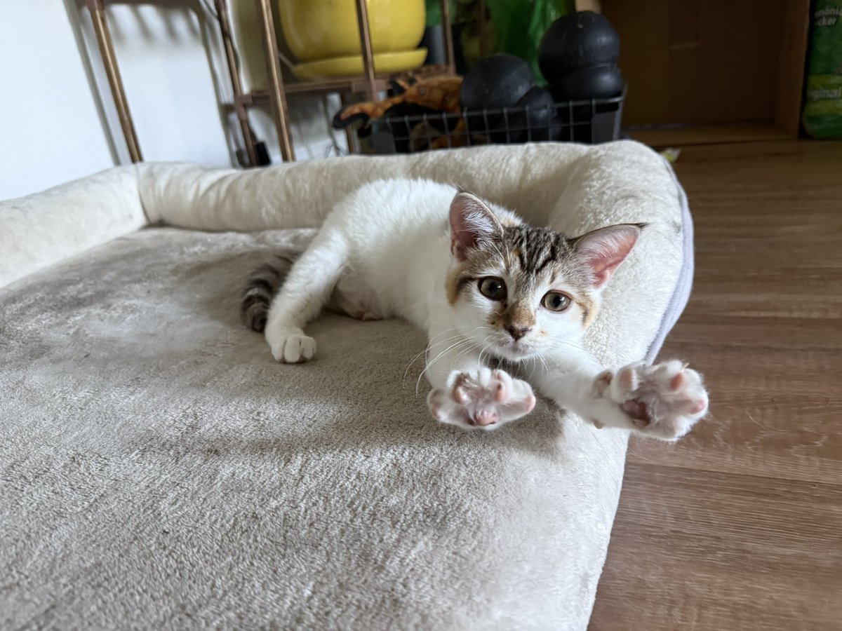 fletc117's tweet image. Jello & Funfetti are being fostered together in my home now since the other dessert kitties will hopefully go off to new homes soon 🤞🏾🤞🏾🤞🏾
**go adopt them they are perfect**
Jello is doing great, she is learning so much including finding her voice which is super cute 🥹