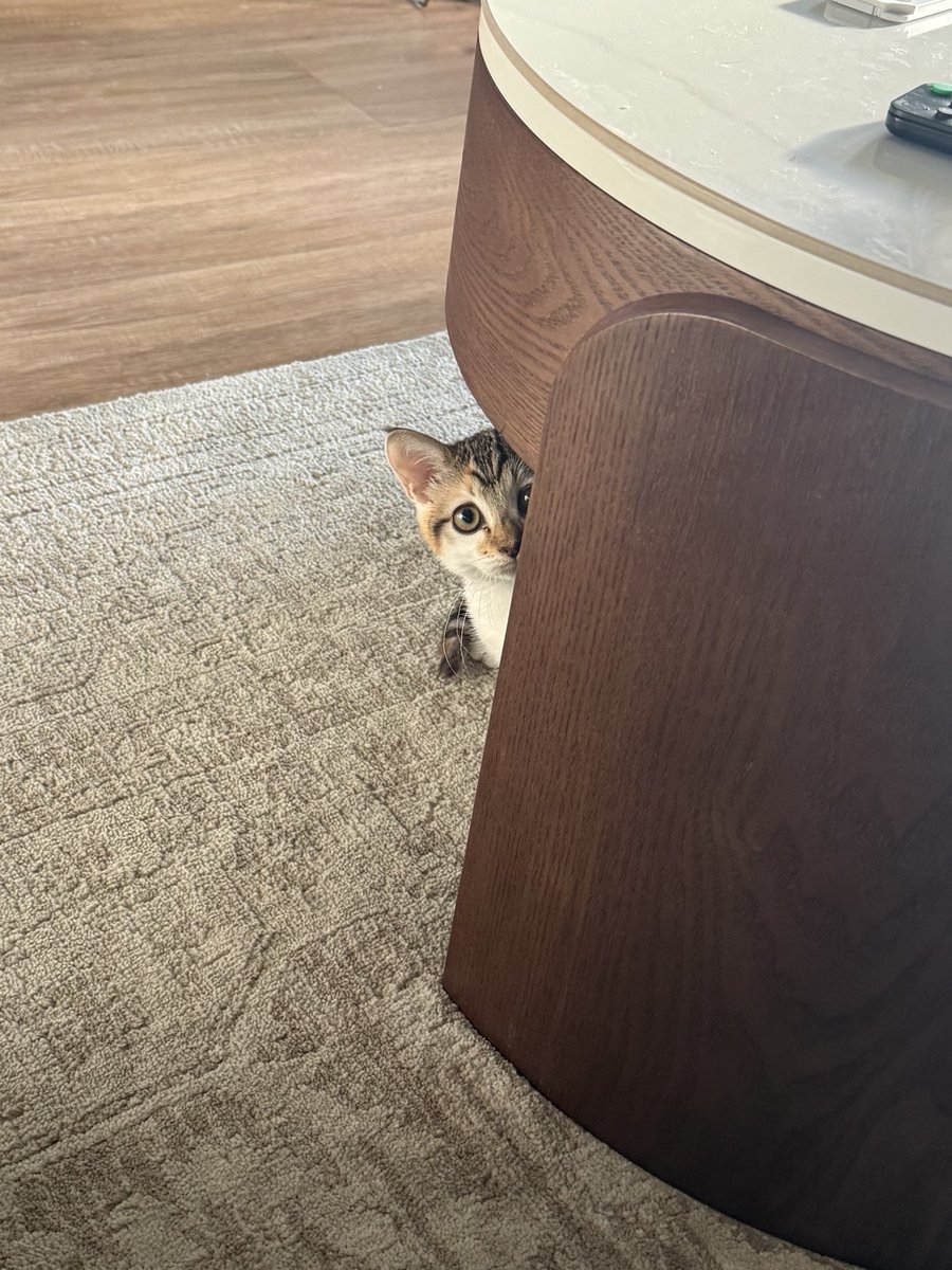 fletc117's tweet image. Jello & Funfetti are being fostered together in my home now since the other dessert kitties will hopefully go off to new homes soon 🤞🏾🤞🏾🤞🏾
**go adopt them they are perfect**
Jello is doing great, she is learning so much including finding her voice which is super cute 🥹