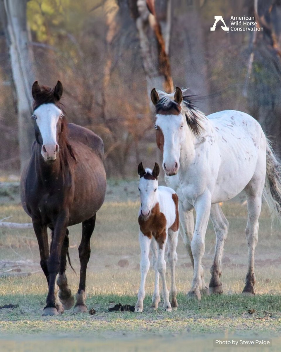 FreeWildHorses's tweet photo. The BLM has approved a plan to reduce the wild horse population in Nevada’s Lahontan HMA—from 518 horses down to just 7-10. That’s not a typo. The HMA is 9,687 acres surrounded by over 304,000 acres, yet the BLM claims it can only sustain a single-digit wild horse population. ‼️ https://t.co/MtfNp8TIdR