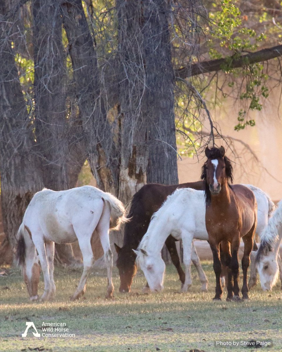 The BLM has approved a plan to reduce the wild horse population in Nevada’s Lahontan HMA—from 518 horses down to just 7-10. That’s not a typo. The HMA is 9,687 acres surrounded by over 304,000 acres, yet the BLM claims it can only sustain a single-digit wild horse population. ‼️