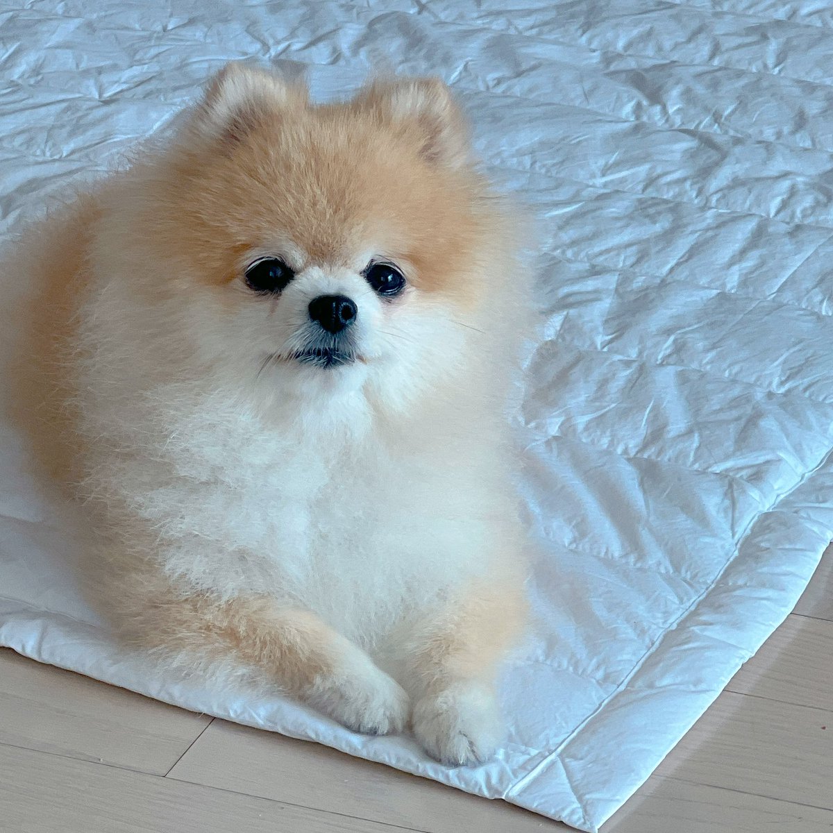 자꾸 나가자고 하는데 지금 산책 가면 우리에겐 죽음 뿐이다를 강아지 말로 어케 하는지 아시는 분