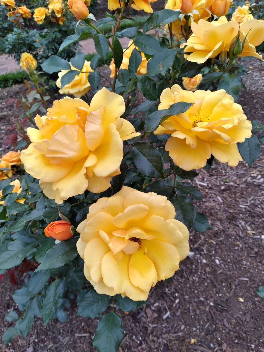 #RoseWednesday

"Just living is not enough... one must have sunshine, freedom, and a little flower."

Hans Christian Andersen