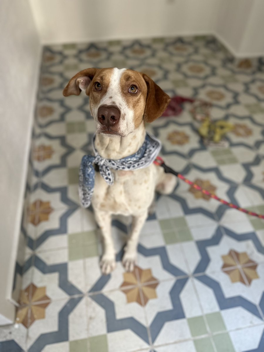 Me llamo Pecas. Pecorino. Pecoso. Vivía en Morelos pero siempre estaba solo. Veía a las personas salir con sus perritos y me quedaba triste. Yo también quería una manada.

En la calle había basura y yo seleccionaba objetos para poder jugar con algo. Aunque fuera solito.