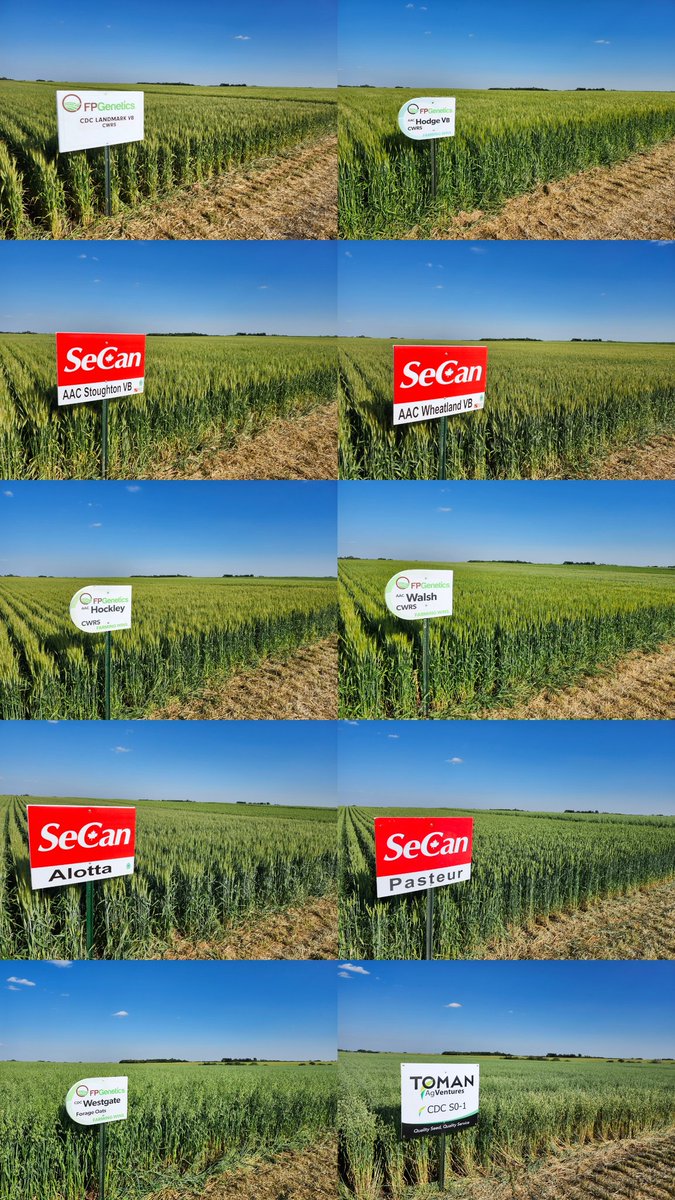 Justin Dering, PAg, CCA tweet media