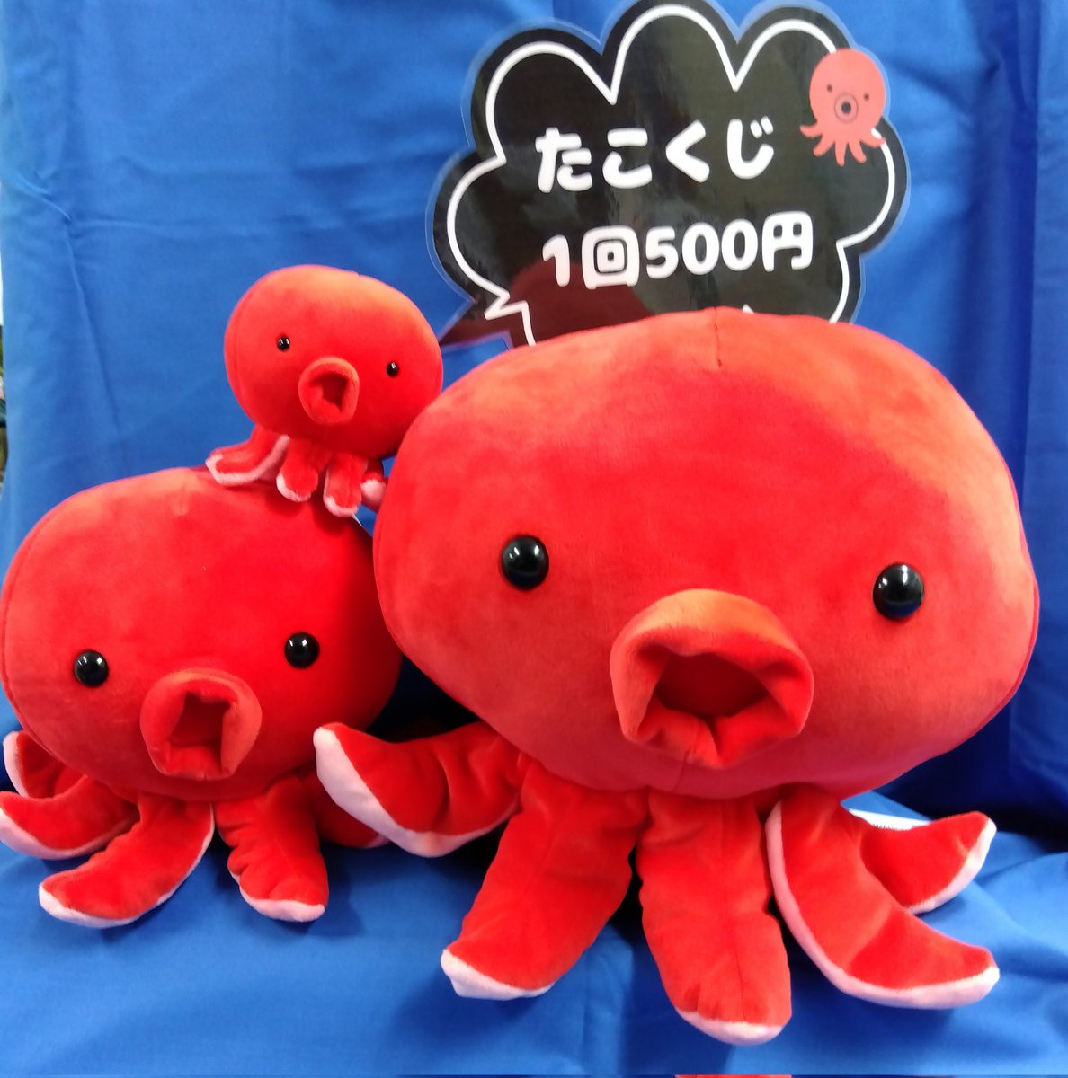 marinepiaheart's tweet image. GWで人気だった「たこくじ」を夏にも開催します🐙✨

🐙期間:2025.8/2〜9 、8/16.17の10日間
🐙営業時間:12:30〜15:00
🐙場所:ショップ向かい通路

※当日の天候や状況により、やむを得ず営業を中止する場合がございます。ご了承ください。

#マリンピア日本海
#たこ