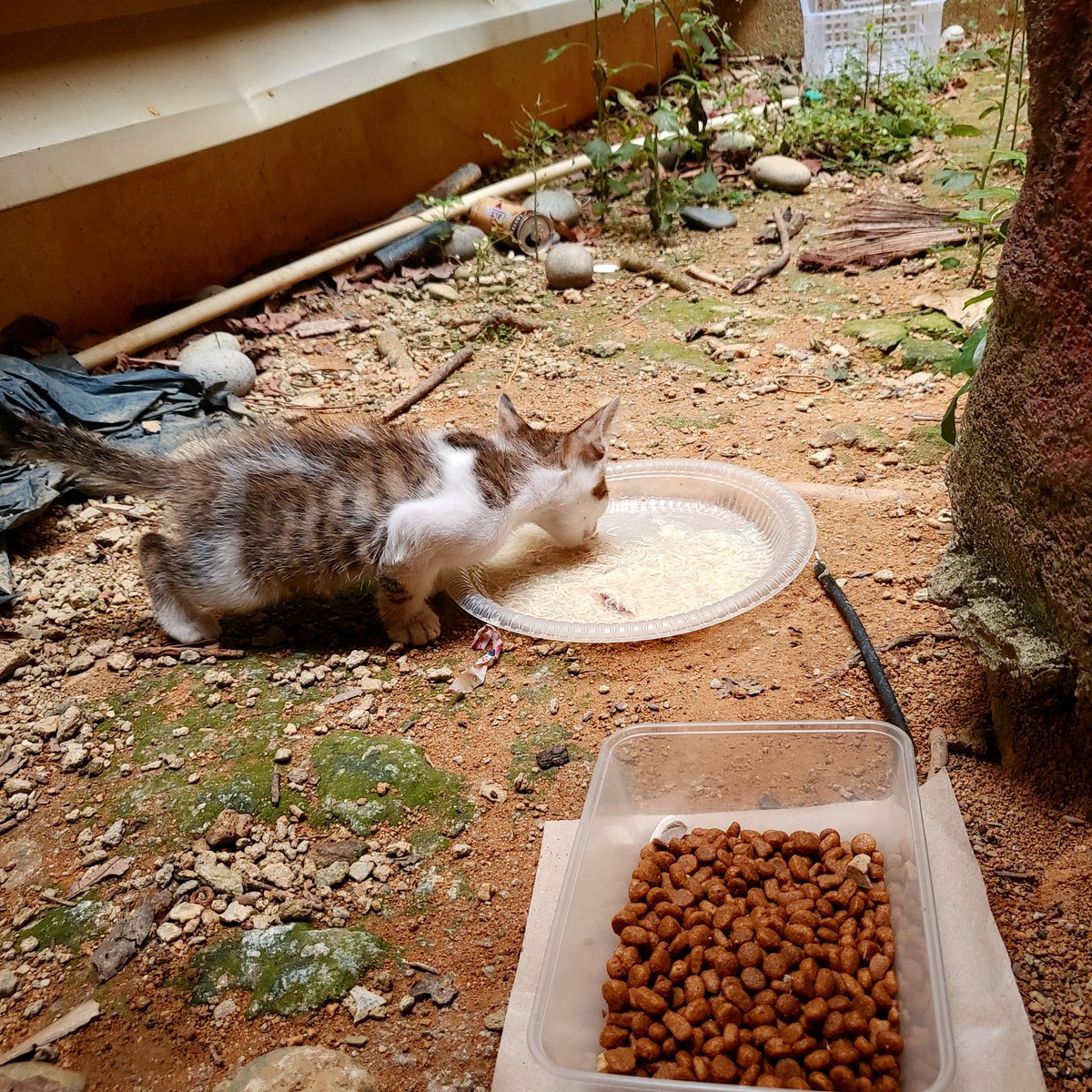 hannnybunnyyy's tweet photo. 📍I-City Seksyen 7

I minta jasa baik sesiapa yang duduk di I-City @  berdekatan dengan Icity Sek.7 untuk rescue kitten ni. Dah 2 hari mak dia takde. Lokasi kucing ni dalam cave (gua) berdepan dengan restoran Dtengah I-city. 

Tolong RT. Terima kasih. https://t.co/jWbHlRkBTu