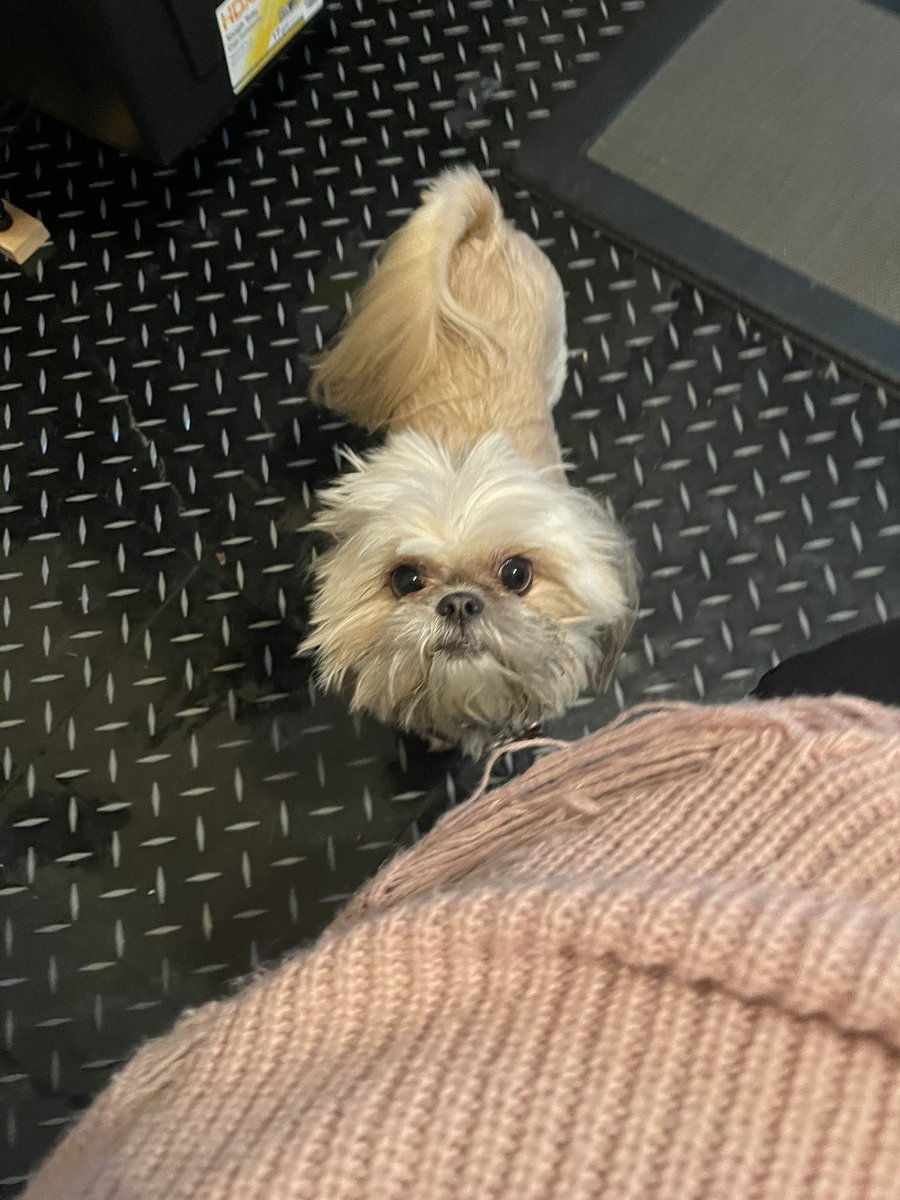 TheShadowsEdge's tweet photo. @CherieCurrie3 Bella sends Greetings! https://t.co/OIAllPKIHT