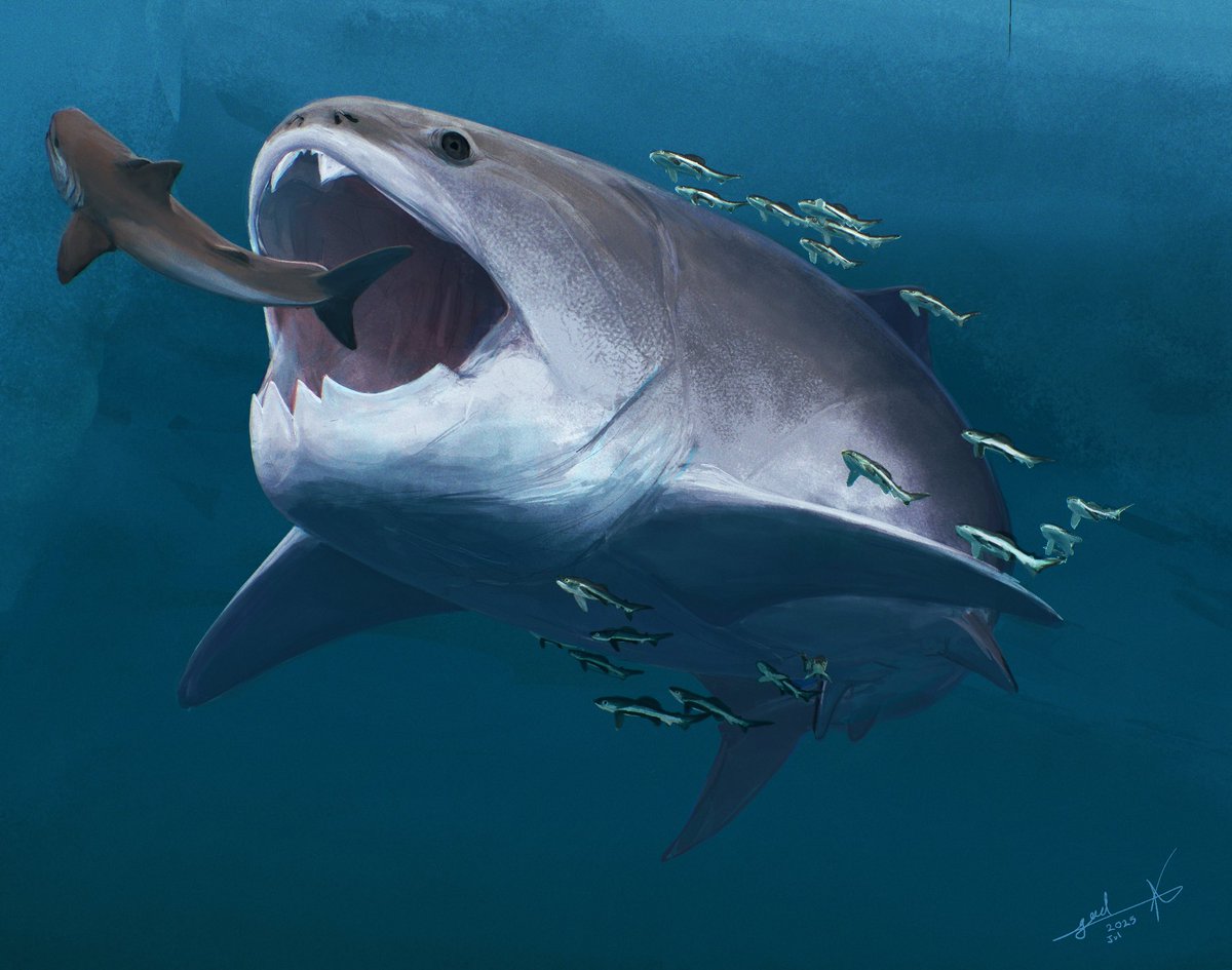 360 million years ago Cleveland shale 
A lone dunkleosteus gets itself a mouthfull of cladoselache, whatever it is left will feed an oportunistic school of gymnotrachelus hydei