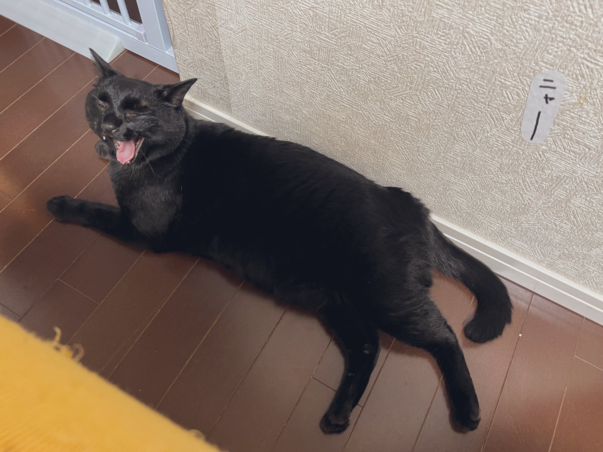 黒猫 71HNQdqgviL._UF350,350_QL80_.jpg