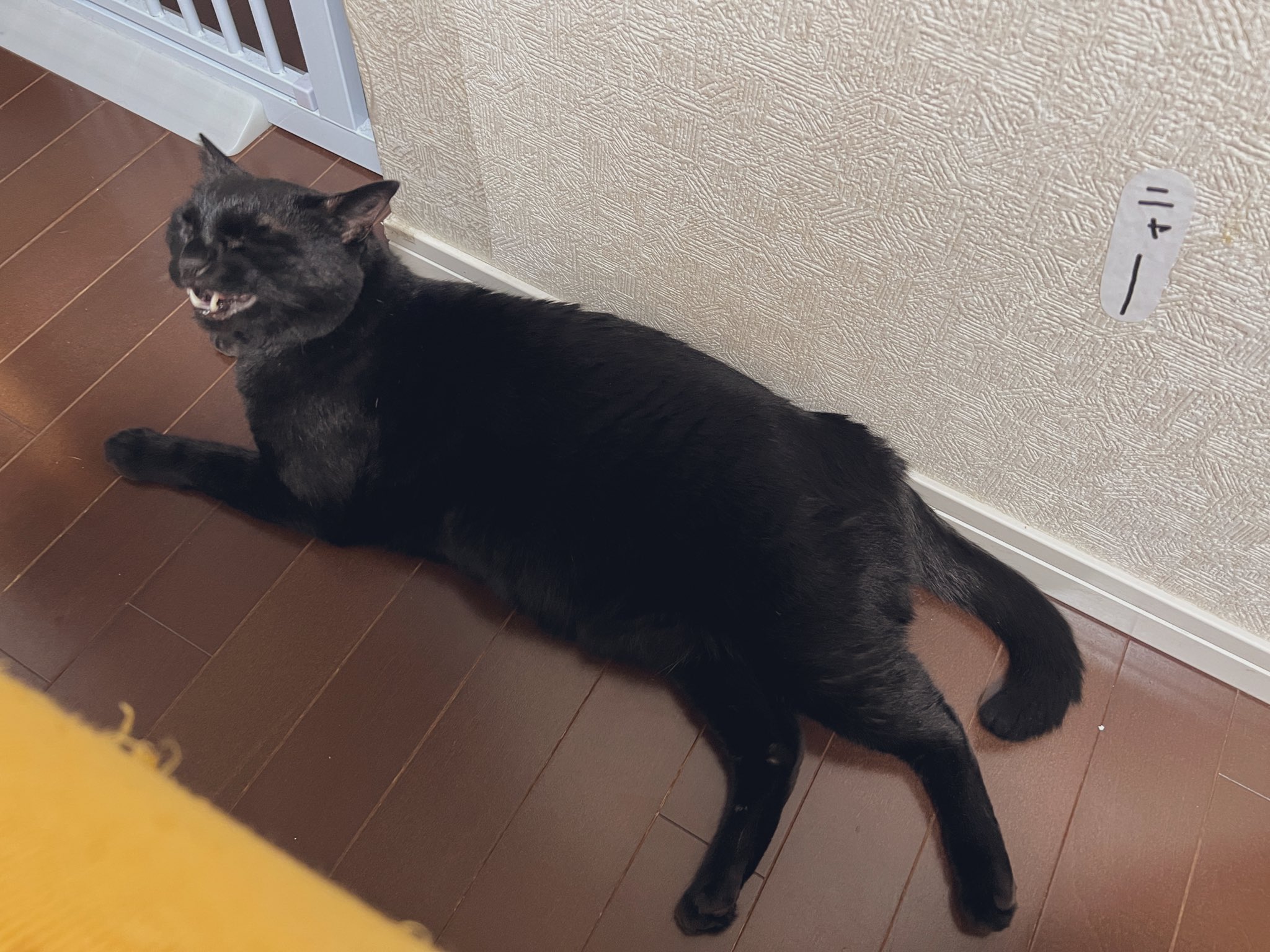 猫M 最終値下げしました！ As soon as I sat down on the bench, the fat grey cat jumped