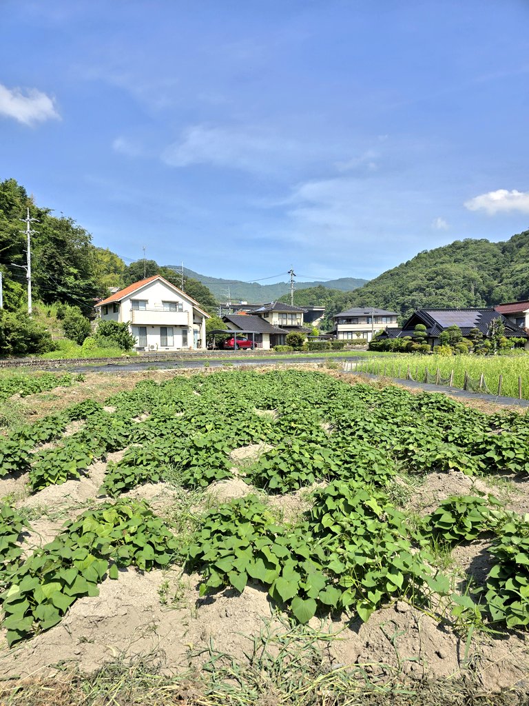はたけのあそび場🍠
～ HATAKENO ASOBIBA ～

A-ZONE
さつまいも🍠紅はるか、シルクスイート

このエリアの雑草退治✨完了！！
しかし、毎日暑いな🔥🔥

広島市に　#DASH村　のような取組み💪遊べる自然空間を手づくり奮闘中